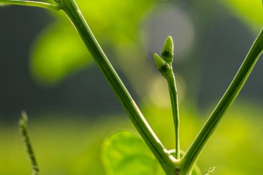 Cayenne biber bitkileri, yeşilimsi beyaz meyveli yeşil yapraklar, aromalı yemekler için kullanılır.