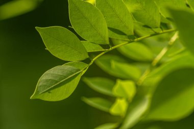 İnce yeşil yaprakları olan Gamal bitkisi pirinç tarlalarının kenarında yaşayan çitler için büyür, hayvan yemi için bitkiler.