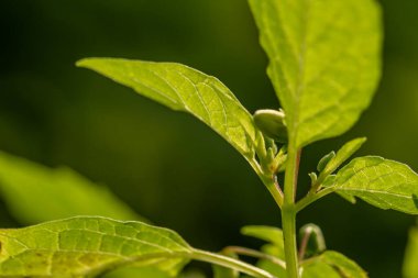 Yeşil yapraklı bir yerkirazı bitkisi, gövdesi içi boş ve yeşil, yabani meyve yetiştiren bir tropik meyve bitkisi.