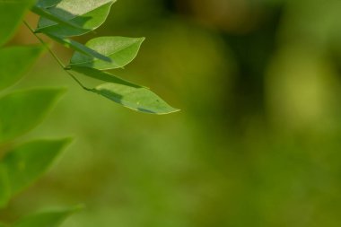 İnce yeşil yaprakları olan Gamal bitkisi pirinç tarlalarının kenarında yaşayan çitler için büyür, hayvan yemi için bitkiler.