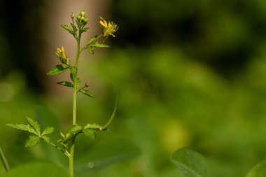 Bataklık teresi adı verilen yabani otlar çiçek açar, çiçek tomurcukları yeşildir, açtığında sarı olur.