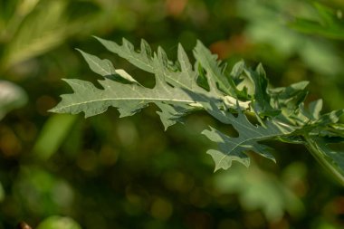 Papaya meyve bitkileri, yapraklar yeşil parmaklar, meyveler gençken yeşil olacak ve olgunlaştığında turuncu değişecek.
