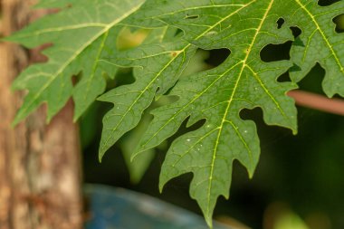 Papaya meyve bitkileri, yapraklar yeşil parmaklar, meyveler gençken yeşil olacak ve olgunlaştığında turuncu değişecek.