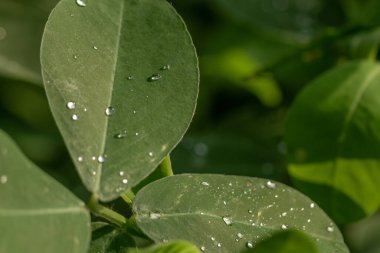 Yer fıstığı bitkisi, ince yeşil yapraklar, sarı çiçekler, güneşli bir sabahta tarım tarlalarına ekilmiş.