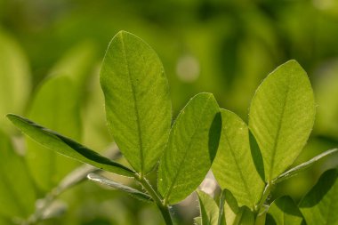 Yer fıstığı bitkisi, ince yeşil yapraklar, sarı çiçekler, güneşli bir sabahta tarım tarlalarına ekilmiş.