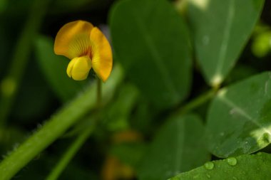 Yer fıstığı bitkisi, ince yeşil yapraklar, sarı çiçekler, güneşli bir sabahta tarım tarlalarına ekilmiş.
