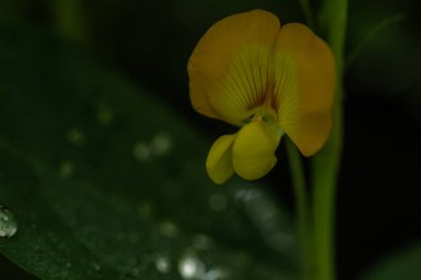 Yer fıstığı bitkisi, ince yeşil yapraklar, sarı çiçekler, güneşli bir sabahta tarım tarlalarına ekilmiş.