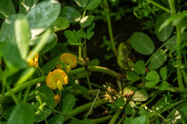 Yer fıstığı bitkisi, ince yeşil yapraklar, sarı çiçekler, güneşli bir sabahta tarım tarlalarına ekilmiş.