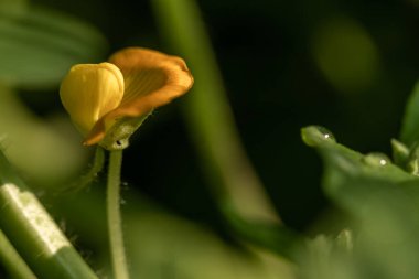 Yer fıstığı bitkisi, ince yeşil yapraklar, sarı çiçekler, güneşli bir sabahta tarım tarlalarına ekilmiş.
