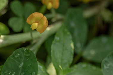 Yer fıstığı bitkisi, ince yeşil yapraklar, sarı çiçekler, güneşli bir sabahta tarım tarlalarına ekilmiş.