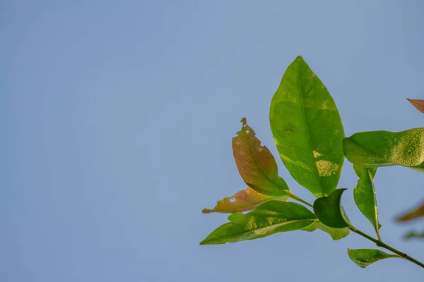 Grüne Blatt Blatt Blätter Blauer Himmel Hintergrund Zum Würzen Von — Stockfoto
