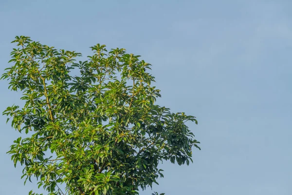 Πράσινο Φύλλο Αβοκάντο Φρούτα Φυτά Φωτεινό Φόντο Ουρανό Τροπικά Φυτά — Φωτογραφία Αρχείου