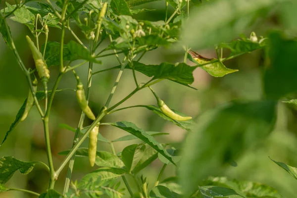 Les Poivrons Cayenne Feuilles Vertes Aux Fruits Blanc Verdâtre Sont — Photo