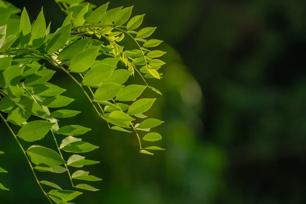 Гамаль Растение Которое Имеет Тонкие Зеленые Листья Растет Живых Заборов — стоковое фото