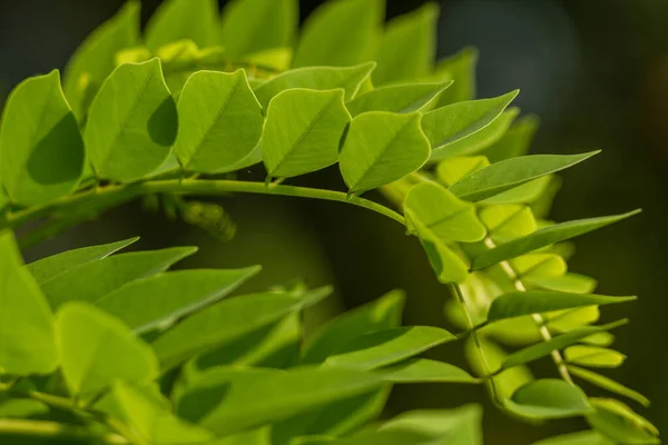 Gamal Pflanze Die Dünne Grüne Blätter Hat Wächst Für Lebende — Stockfoto
