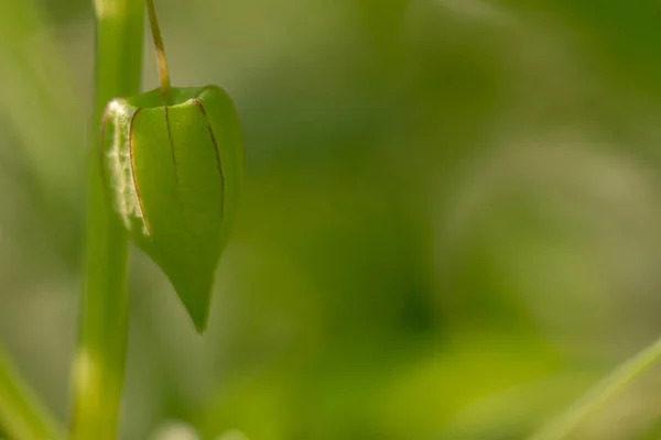 Pianta Ciliegia Con Foglie Verdi Fusto Cavo Centro Verde Una — Foto Stock