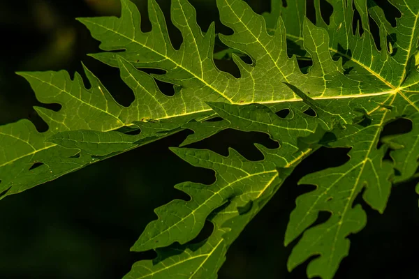 Папайя Фруктовые Растения Листья Зеленые Пальцы Фрукты Будут Зелеными Молодые — стоковое фото