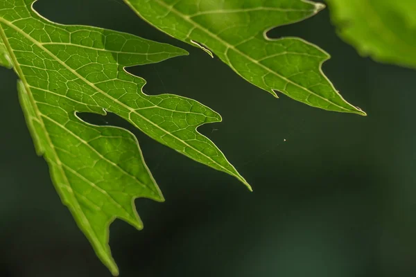 Papaya Fruchtpflanzen Die Blätter Sind Grüne Finger Die Frucht Wird — Stockfoto