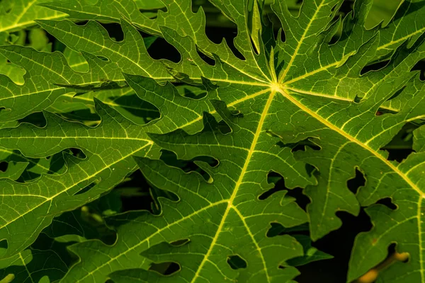 Piante Frutto Della Papaya Foglie Sono Dita Verdi Frutto Sarà — Foto Stock