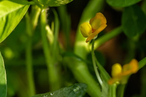 Peanut plant, thin green leaves, yellow flowers, planted in agricultural fields, on a sunny morning