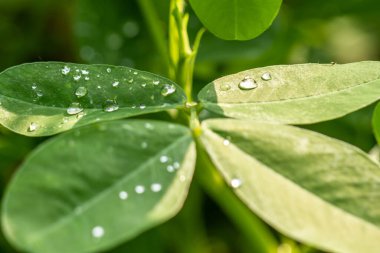 Yer fıstığı bitkisi, ince yeşil yapraklar, sarı çiçekler, güneşli bir sabahta tarım tarlalarına ekilmiş.