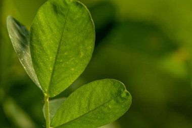 Yer fıstığı bitkisi, ince yeşil yapraklar, sarı çiçekler, güneşli bir sabahta tarım tarlalarına ekilmiş.