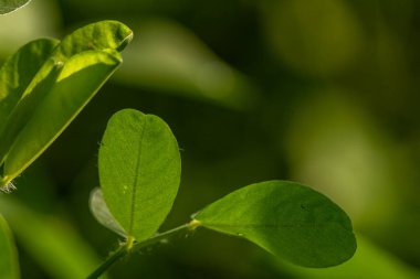 Yer fıstığı bitkisi, ince yeşil yapraklar, sarı çiçekler, güneşli bir sabahta tarım tarlalarına ekilmiş.