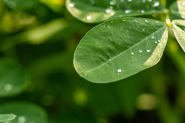 Peanut plant, thin green leaves, yellow flowers, planted in agricultural fields, on a sunny morning