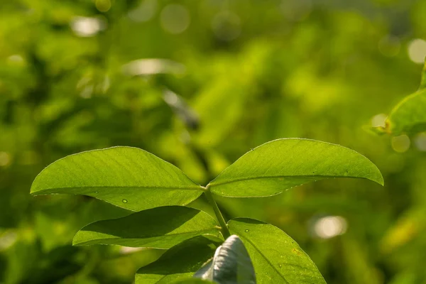 Peanut plant, thin green leaves, yellow flowers, planted in agricultural fields, on a sunny morning