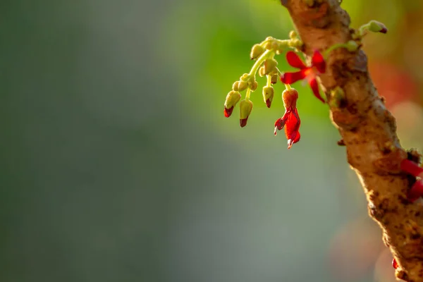 Bilimbi Flower Shaped Small Red Bell Green Leaves Background Sunny —  Fotos de Stock