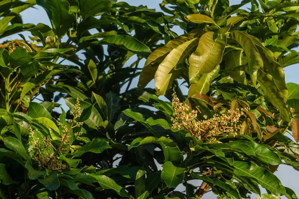 Mango plant flowers between young and old green leaves, tropical fruit plants