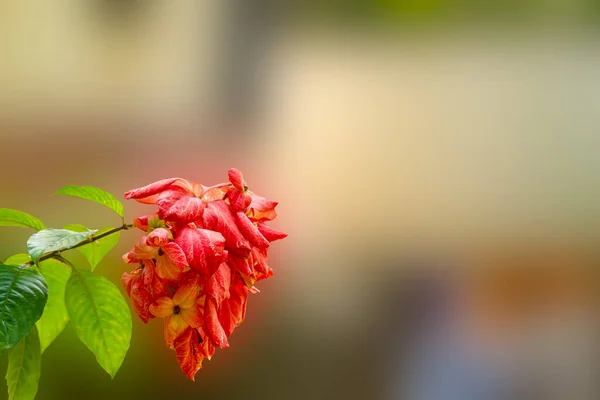 Buddha Lamp Plant Bloom Flowers Pink Background Blurry — Zdjęcie stockowe