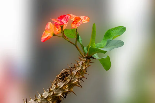 Eine Dornblütenkrone Ist Rosa Der Stamm Hat Scharfe Dornen Mit — Stockfoto