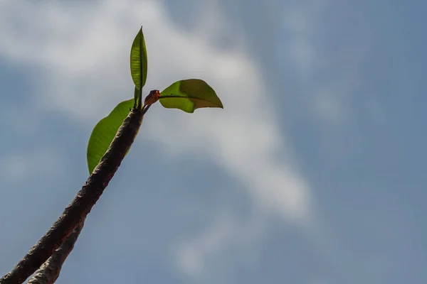 Frangipani Flor Planta Com Fundo Céu Azul Limpo Conceito Simples — Fotografia de Stock