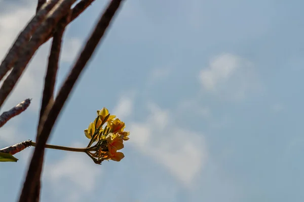 Frangipani Flower Plant Clean Blue Sky Background Simple Concept — Stockfoto
