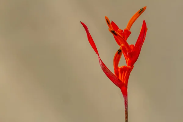 Sittich Blume Pflanze Blüte Mit Einer Kombination Von Roten Und — Stockfoto