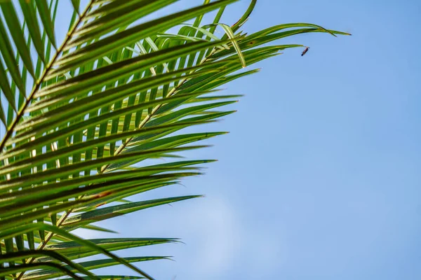 Les Feuilles Une Plante Palmier Allongées Vert Sont Vertes Avec — Photo