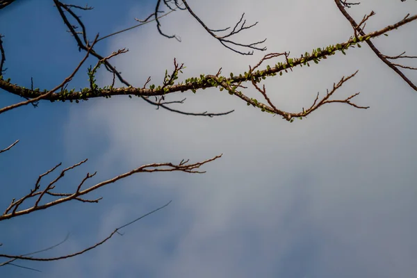 Ramas Plantas Que Elevan Hacia Cielo Fondo Azul Brillante Del — Foto de Stock