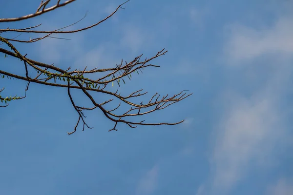 Branches Plants Soar Sky Bright Blue Sky Background Simple Natural — Fotografia de Stock