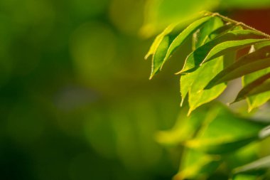 Yıldız meyvesi bitkisinin ince yaprakları hafif yeşil tüylere sahiptir, yeşil yaprakların arka planı bulanıktır, meyve, baharat pişirmek için kullanılır.