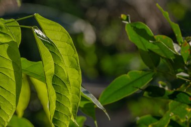 Tabebuia bitkisinin geniş yaprakları yeşildir, yaprakların kemikleri açıkça görülebilir, genellikle gölge bitkilerinde kullanılır.
