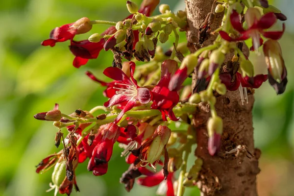 Flowers Bilimbi Plant Small Red Clustered Background Green Leaves Blurry — Fotografia de Stock