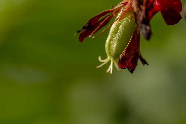 Les Fleurs Plante Bilimbi Sont Petites Rouges Groupées Fond Des — Photo