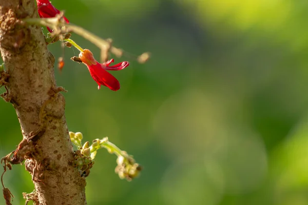 Flowers Bilimbi Plant Small Red Clustered Background Green Leaves Blurry — Fotografia de Stock