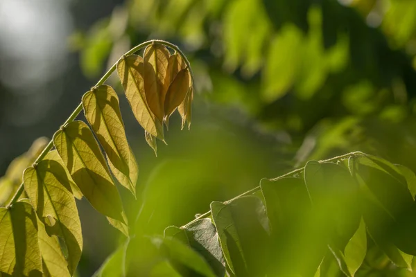 Thin Leaves Starfruit Plant Have Slightly Green Hairs Background Green —  Fotos de Stock