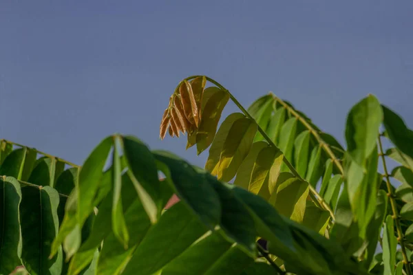 The thin leaves of the starfruit plant have slightly green hairs, the background of the green leaves is blurry, the fruit is used for cooking spices