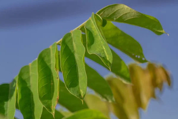 The thin leaves of the starfruit plant have slightly green hairs, the background of the green leaves is blurry, the fruit is used for cooking spices