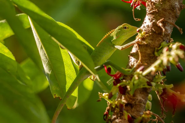 Chameleon animals that are perched on bilimbi trees, their habitat is in trees that are thick with leaves, making it easy to camouflage to avoid predators