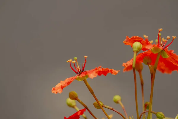 Die Blüte Der Bauhinia Kockiana Korth Pflanze Ist Orange Isoliert — Stockfoto