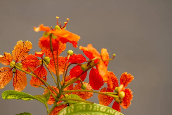 Flor Planta Bauhinia Kockiana Korth Flor Naranja Aislada Sobre Fondo —  Fotos de Stock